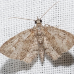 Pasiphilodes testulata (Pome looper) at Freshwater Creek, VIC - 11 Feb 2024 by WendyEM