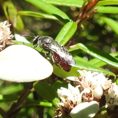 Lasioglossum (Parasphecodes) sp. (genus & subgenus) (Halictid bee) at Acton, ACT - 21 Mar 2024 by HelenCross