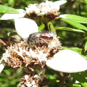 Lasioglossum (Parasphecodes) sp. (genus & subgenus) at ANBG - 21 Mar 2024 01:51 PM