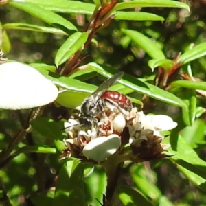 Lasioglossum (Parasphecodes) sp. (genus & subgenus) at ANBG - 21 Mar 2024 01:51 PM