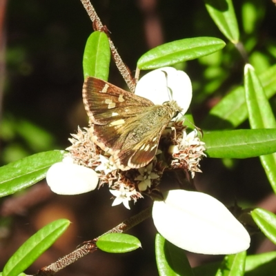 Dispar compacta (Barred Skipper) at Acton, ACT - 21 Mar 2024 by HelenCross