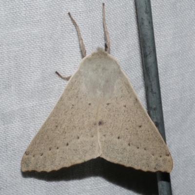 Arhodia lasiocamparia (Pink Arhodia (Oenochrominae)) at Freshwater Creek, VIC - 12 Feb 2024 by WendyEM