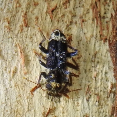 Stigmatium victoriae (Checkered beetle) at Lions Youth Haven - Westwood Farm A.C.T. - 20 Mar 2024 by HelenCross