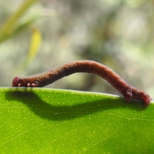 Geometridae (family) IMMATURE at ANBG - 21 Mar 2024