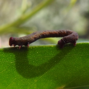 Geometridae (family) IMMATURE at ANBG - 21 Mar 2024