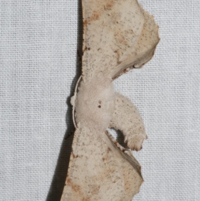 Circopetes obtusata (Grey Twisted Moth) at Freshwater Creek, VIC - 11 Feb 2024 by WendyEM