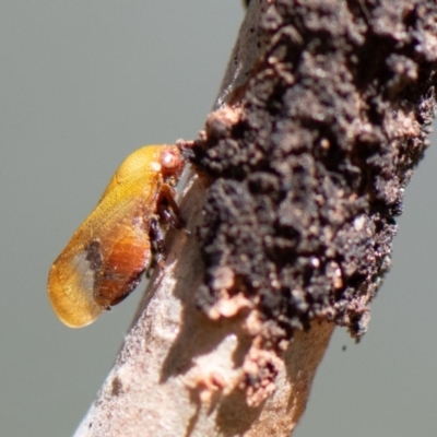 Pectinariophyes stalii (Tube Spittlebug) at Higgins Woodland - 21 Mar 2024 by Untidy