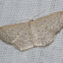 Idaea philocosma (Flecked Wave) at Freshwater Creek, VIC - 12 Feb 2024 by WendyEM