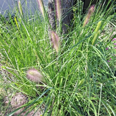 Cenchrus purpurascens (Swamp Foxtail) at Watson, ACT - 21 Mar 2024 by abread111