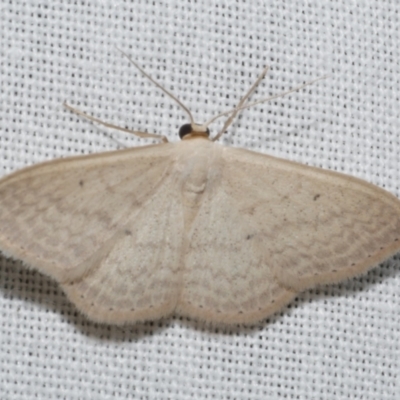 Scopula optivata (Varied Wave) at Freshwater Creek, VIC - 11 Feb 2024 by WendyEM