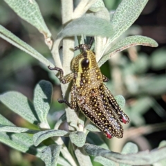 Monistria concinna at Kosciuszko National Park - 19 Mar 2024