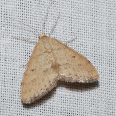 Scopula rubraria (Reddish Wave, Plantain Moth) at Freshwater Creek, VIC - 11 Feb 2024 by WendyEM