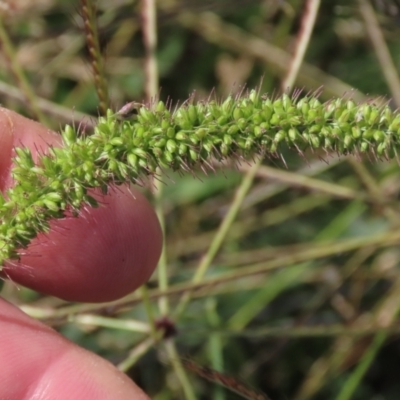 Setaria verticillata (Whorled Pigeon Grass) at Budjan Galindji (Franklin Grassland) Reserve - 28 Feb 2024 by AndyRoo