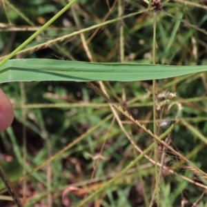 Setaria verticillata at Franklin Grassland (FRA_5) - 28 Feb 2024