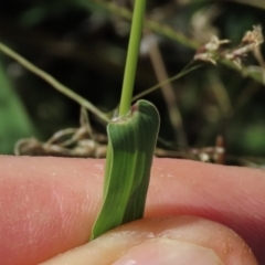 Setaria verticillata at Franklin Grassland (FRA_5) - 28 Feb 2024