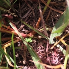 Setaria verticillata at Franklin Grassland (FRA_5) - 28 Feb 2024