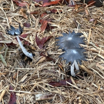 Coprinellus etc. (An Inkcap) at Campbell, ACT - 21 Mar 2024 by UsersUWsAKny