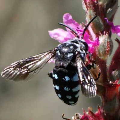 Thyreus caeruleopunctatus (Chequered cuckoo bee) at ANBG - 21 Mar 2024 by DonTaylor