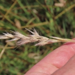 Rytidosperma (genus) (Wallaby Grass) at Budjan Galindji (Franklin Grassland) Reserve - 28 Feb 2024 by AndyRoo