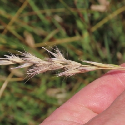 Rytidosperma sp. (Wallaby Grass) at Budjan Galindji (Franklin Grassland) Reserve - 28 Feb 2024 by AndyRoo