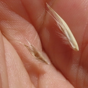 Rytidosperma sp. at Budjan Galindji (Franklin Grassland) Reserve - 28 Feb 2024