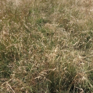 Rytidosperma sp. at Budjan Galindji (Franklin Grassland) Reserve - 28 Feb 2024