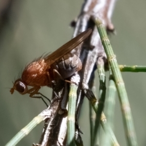 Rhagadolyra magnicornis at Higgins Woodland - 21 Mar 2024 12:46 PM