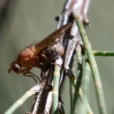 Rhagadolyra magnicornis (Lauxaniid fly) at Higgins Woodland - 21 Mar 2024 by Untidy