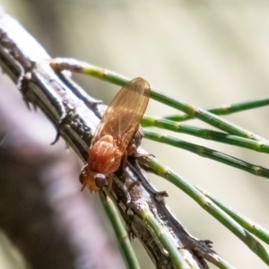 Rhagadolyra magnicornis at Higgins Woodland - 21 Mar 2024 12:46 PM