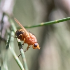 Rhagadolyra magnicornis at Higgins Woodland - 21 Mar 2024 12:46 PM