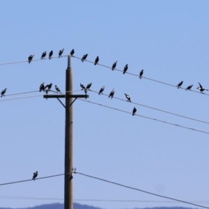 Gymnorhina tibicen at Jerrabomberra Wetlands - 21 Mar 2024