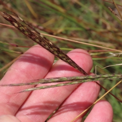 Bothriochloa macra (Red Grass, Red-leg Grass) at Budjan Galindji (Franklin Grassland) Reserve - 28 Feb 2024 by AndyRoo