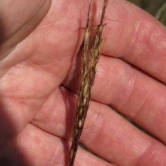 Bothriochloa macra at Budjan Galindji (Franklin Grassland) Reserve - 28 Feb 2024 11:58 AM