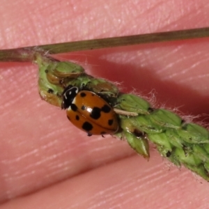 Hippodamia variegata at Budjan Galindji (Franklin Grassland) Reserve - 28 Feb 2024