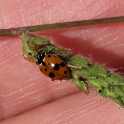 Hippodamia variegata (Spotted Amber Ladybird) at Franklin, ACT - 28 Feb 2024 by AndyRoo