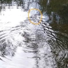 Hydromys chrysogaster (Rakali or Water Rat) at Northam, WA - 27 Feb 2024 by Ladybird