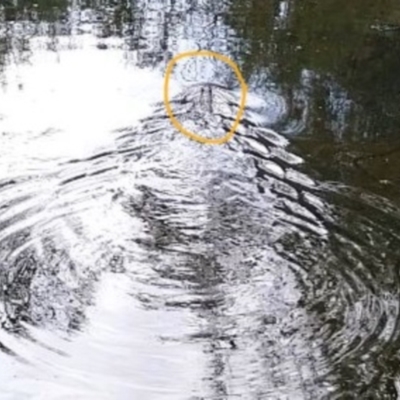 Hydromys chrysogaster (Rakali or Water Rat) at Northam, WA - 27 Feb 2024 by Ladybird