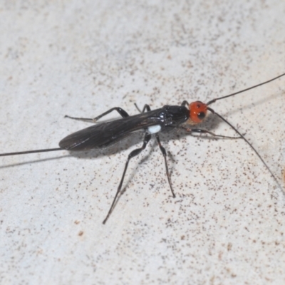 Callibracon capitator (White Flank Black Braconid Wasp) at Nicholls, ACT - 20 Mar 2024 by Harrisi