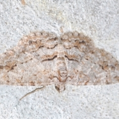 Didymoctenia exsuperata (Thick-lined Bark Moth) at Nicholls, ACT - 20 Mar 2024 by Harrisi