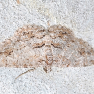 Didymoctenia exsuperata (Thick-lined Bark Moth) at Percival Hill - 20 Mar 2024 by Harrisi