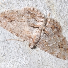 Didymoctenia exsuperata at Percival Hill - 20 Mar 2024