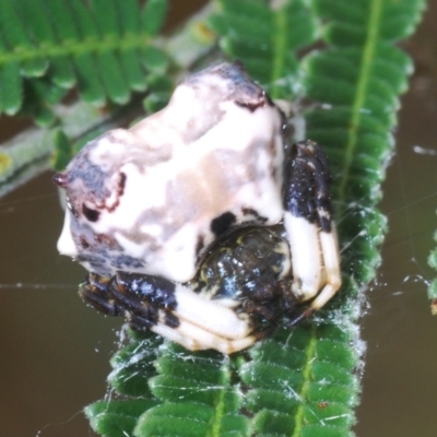 Celaenia excavata (Bird-dropping spider) at Percival Hill - 20 Mar 2024 by Harrisi