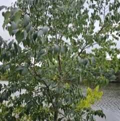 Celtis australis (Nettle Tree) at Central Molonglo - 15 Mar 2024 by Jiggy