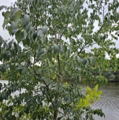 Celtis australis (Nettle Tree) at Central Molonglo - 14 Mar 2024 by Jiggy