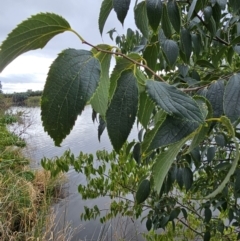 Celtis australis at Central Molonglo - 15 Mar 2024