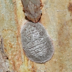 Eriococcidae sp. (family) (Unidentified felted scale) at Capalaba, QLD - 27 Jan 2024 by TimL