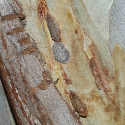 Stenocotis depressa (Leafhopper) at Capalaba, QLD - 27 Jan 2024 by TimL