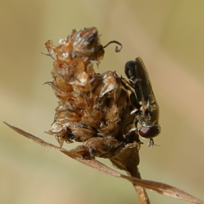 Eumerus sp. (genus) (A hoverfly) at Higgins, ACT - 21 Mar 2024 by Trevor