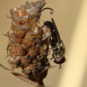 Eumerus sp. (genus) at Higgins Woodland - 21 Mar 2024