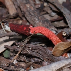 Unidentified Stinkhorn: with a smelly, brownish spore slime at Wellington Point, QLD - 1 Feb 2024 by TimL